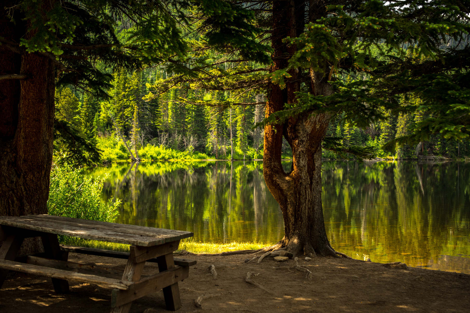 Bench in Nature